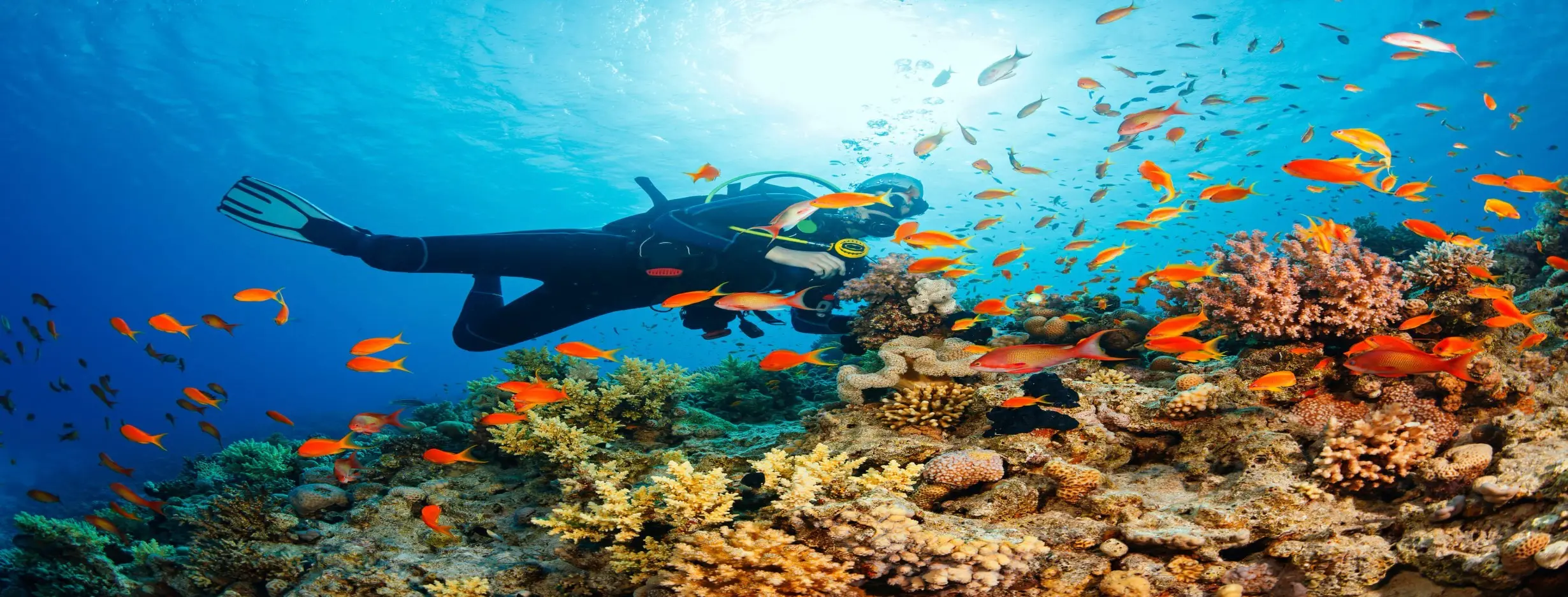 Image for Dive Reefs